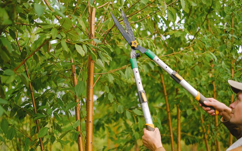 Tree trimming in Niverville, NY